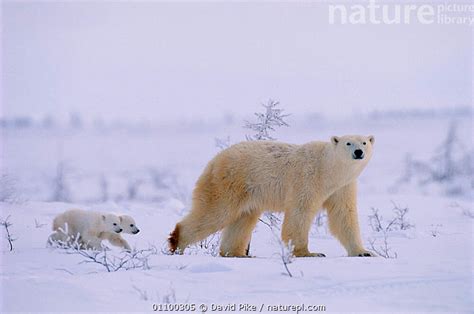 Stock Photo Of Polar Bear Walking With Very Small Cubs Following Ursus