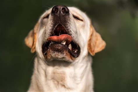 Un Perro Con La Boca Abierta Y La Lengua Afuera Foto Premium