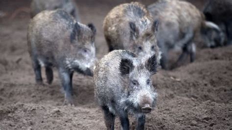 Afrikanische Schweinepest In Polen Erreger Breitet Sich Indeutschlands