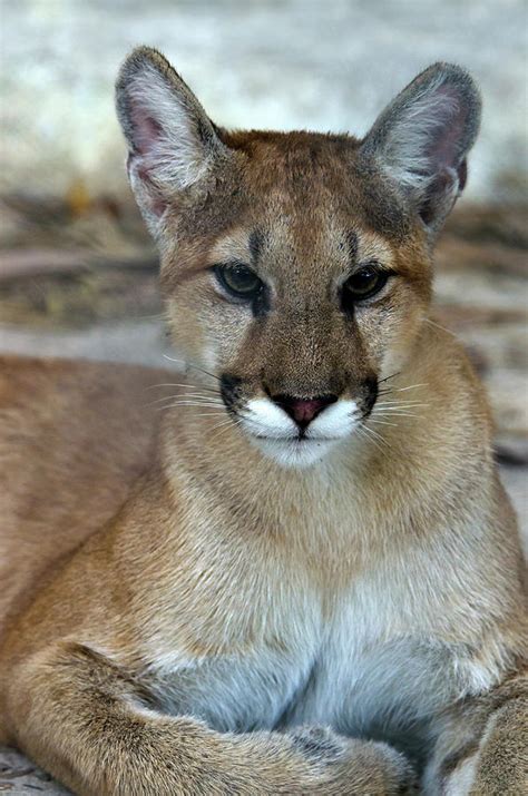 Florida Panther Endangered By Mark Newman