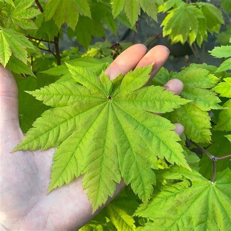 Acer japonicum 'Vitifolium' Japanese Maple - Essence of the tree