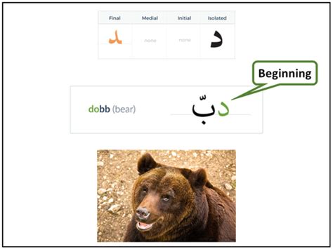 Arabic Alphabets Dal Saad Flashcards Quizlet