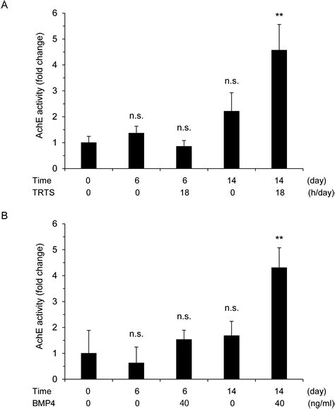 Readiuse™ Mammalian Cell Lysis Buffer 5x Aat Bioquest