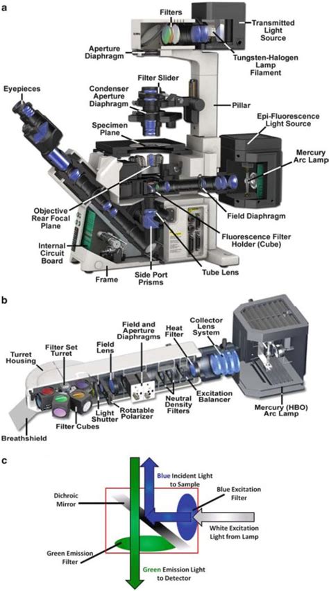 Epi Fluorescence Microscopy Pmc