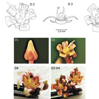 Mangifera Odorata D Flower Bud D Hermaphrodite Flower With Five