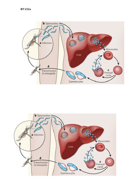 Malaria Lifecycle Diagram | PDF