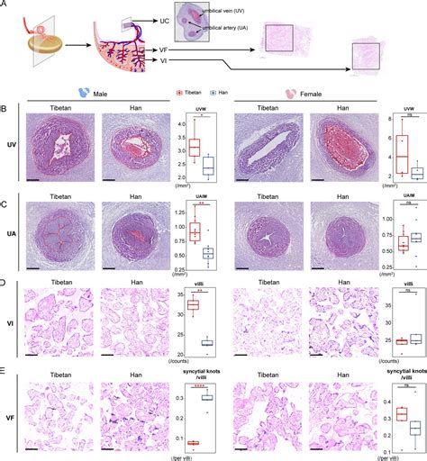 Sex Biased Regulatory Changes In The Placenta Of Native Highlanders Contribute To Adaptive Fetal