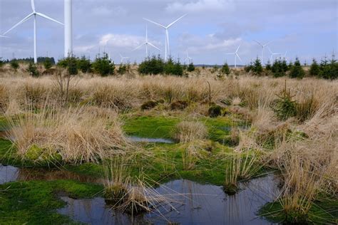 Restoring peatland: From carbon leak to biodiverse carbon sink - Vattenfall 