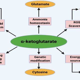 Metabolic Networks In The Biosynthesis Of Alpha Ketoglutarate ACN