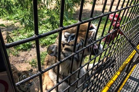 The Gruesome World Of Harbin’s Siberian Tiger Park – NOMADasaurus