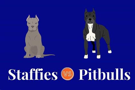 Is A Staffy A Pitbull? [DOG BREED EXPLAINED]