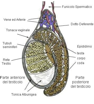 Testicoli