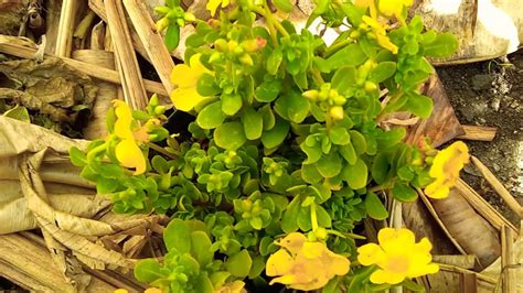 Como Cuidar Verdolaga O Portulaca How To Take Care Of Purslane Or