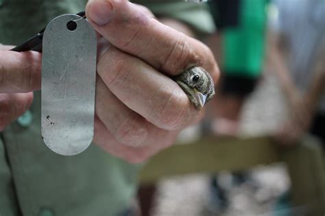 Bird-Banding Training | Audubon Vermont