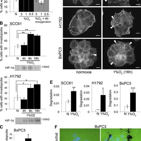 Invadopodia Formation Is Increased By Hypoxia In Human Epithelial