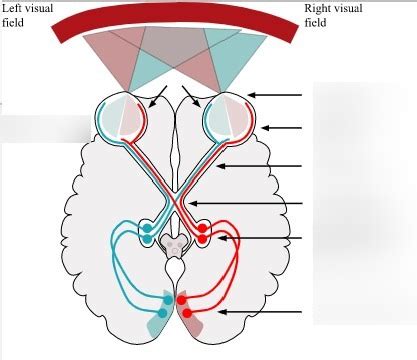 Visual pathway Diagram | Quizlet