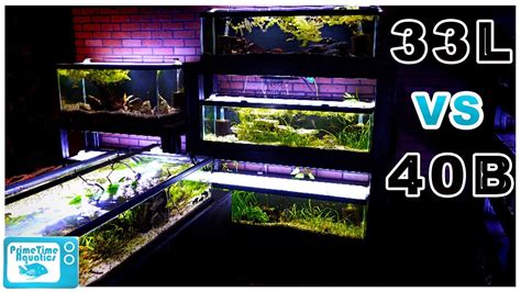 40 Gallon Breeder Aquarium Dimensions - Bios Pics