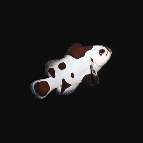 Black Storm Clownfish - The Biota Group