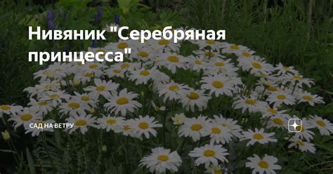 Нивяник "Серебряная принцесса" | Сад на ветру | Дзен