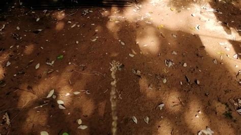 土におしっこ どのように本物の男性排尿 泡立つおしっこ Pornhub Gay