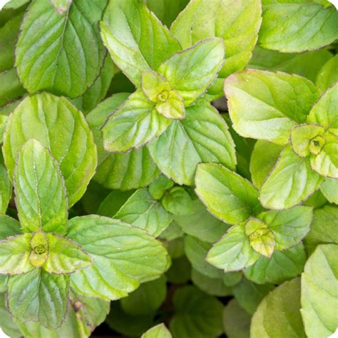 australian native herbs  grow   home love  garden