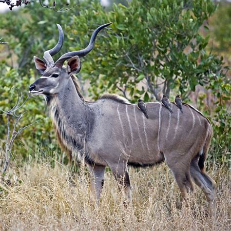 Kudu Antelope | African wildlife, Animals wild, Kudu