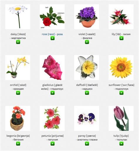 Flowers / Цветы 2025 | Визуальный английский | English | ВКонтакте