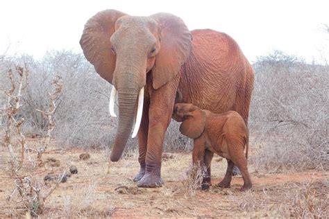 Tour 6 días de safari en Kenia Visita Kenia