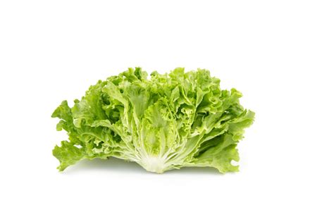 Lettuce Seeds Batavia Olmetie Rz Rijk Zwaan