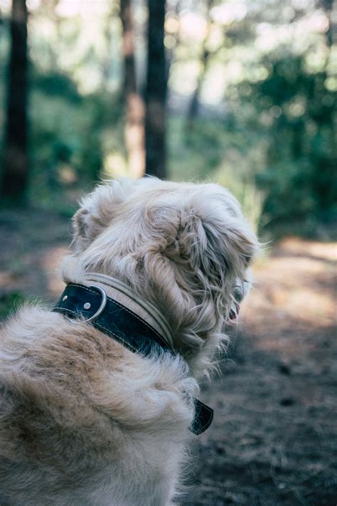 Top 10 No Bark Shock Collars to Train Your Dog
