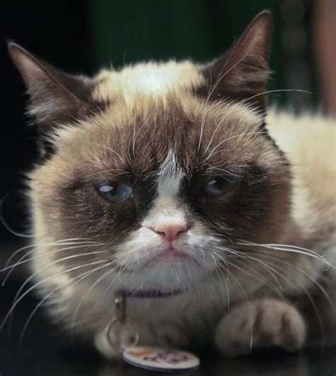 The Webs Grumpiest Cat Has Hit Her Terrible Twos Funny Grumpy Cat Memes Grumpy Cat Grumpy