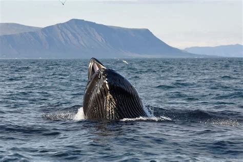 Whale Watching On Speedboat From Akureyri North Iceland