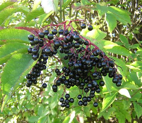 Elderberry Tree Pictures