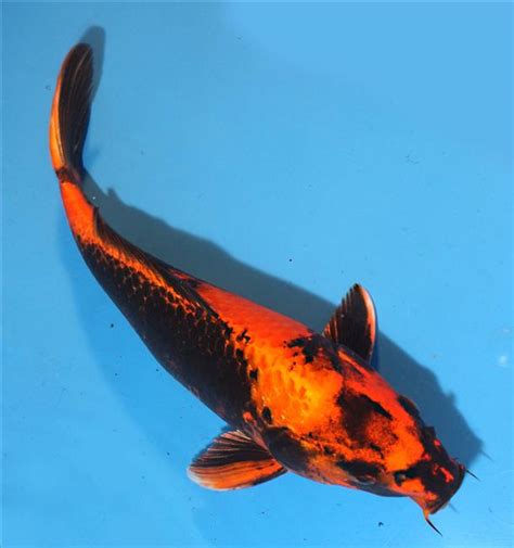 North Carolina Koi Farm, Koi store and Koi wholesale