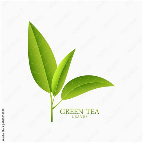 Green Tea Leaf Vector Png