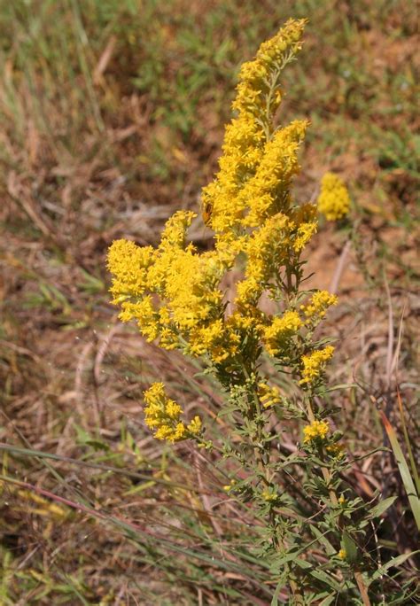 Gray Goldenrod Solidago Nemoralis Subsp Decemflora In The Goldenrods