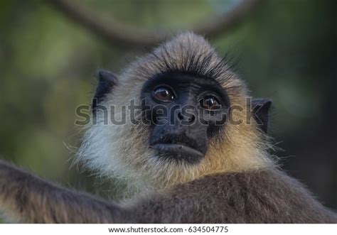 48 Sri Lankan Gray Langur Images, Stock Photos & Vectors | Shutterstock