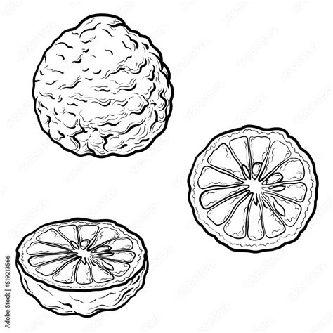 Bergamot vector drawing. Isolated illustration of citrus fruit. Stock Vector | Adobe Stock