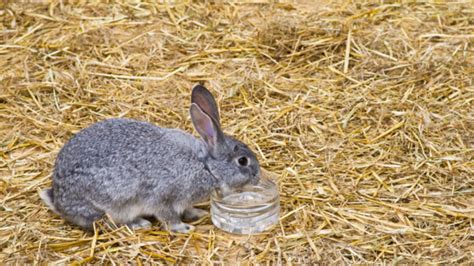 Straw Bedding For Rabbits: The Key Facts | Blue Mountain Hay