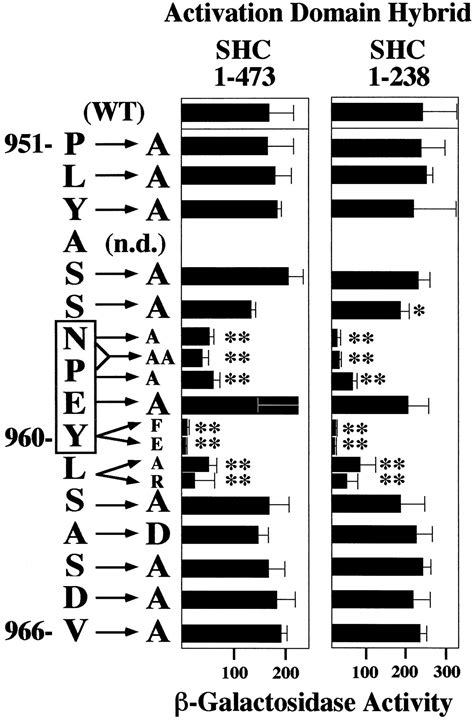 Distinct Modes Of Interaction Of SHC And Insulin Receptor Substrate 1