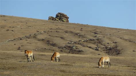 Khustain Nuruu National Park – Mongolia - Atlas Obscura