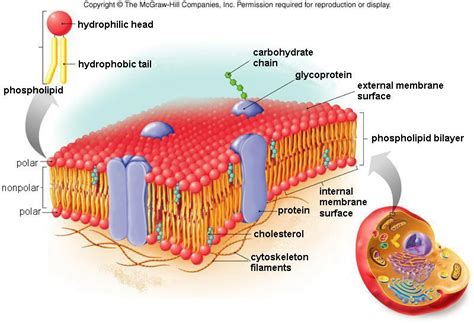 Module 2 Part A Cell Structure