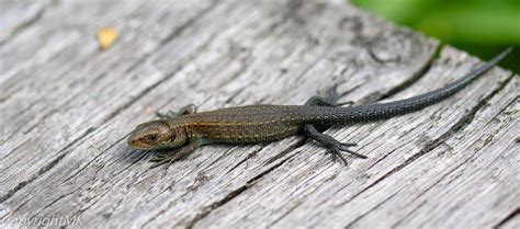 Eidechse Foto & Bild | tiere, wildlife, amphibien & reptilien Bilder ...