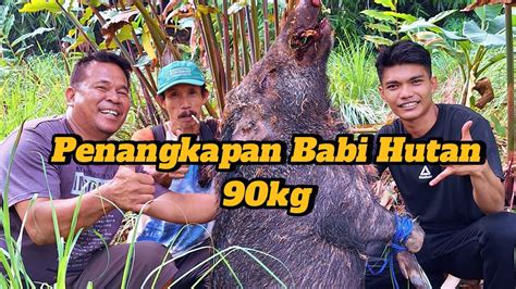 Menangkap Babi Hutan Kg Berburu Babi Hutan Babi Jumbo Hama Tanaman