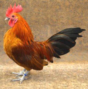 Nankin Chicken Farming Business Starting Guide