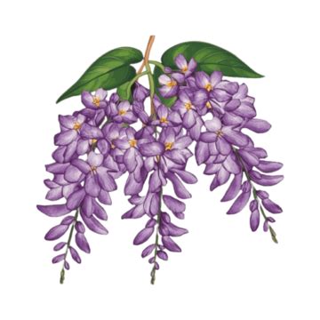 Purple Wisteria Flower Wisteria Flower Purple Png Transparent Image