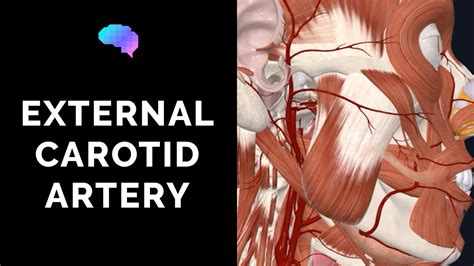 Anatomy Of The External Carotid Artery D Anatomy Tutorial Ukmla