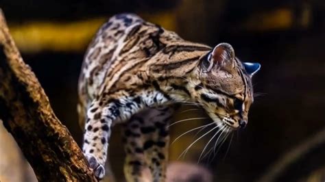 margay fascinating facts   ocelots cousin youtube
