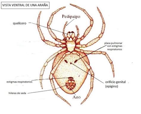 Ar Cnidos Biologia B