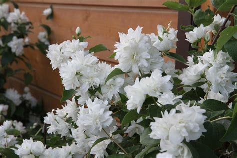 Чубушник венечный «Шнеештурм» (Philadelphus coronarius Schneesturm)